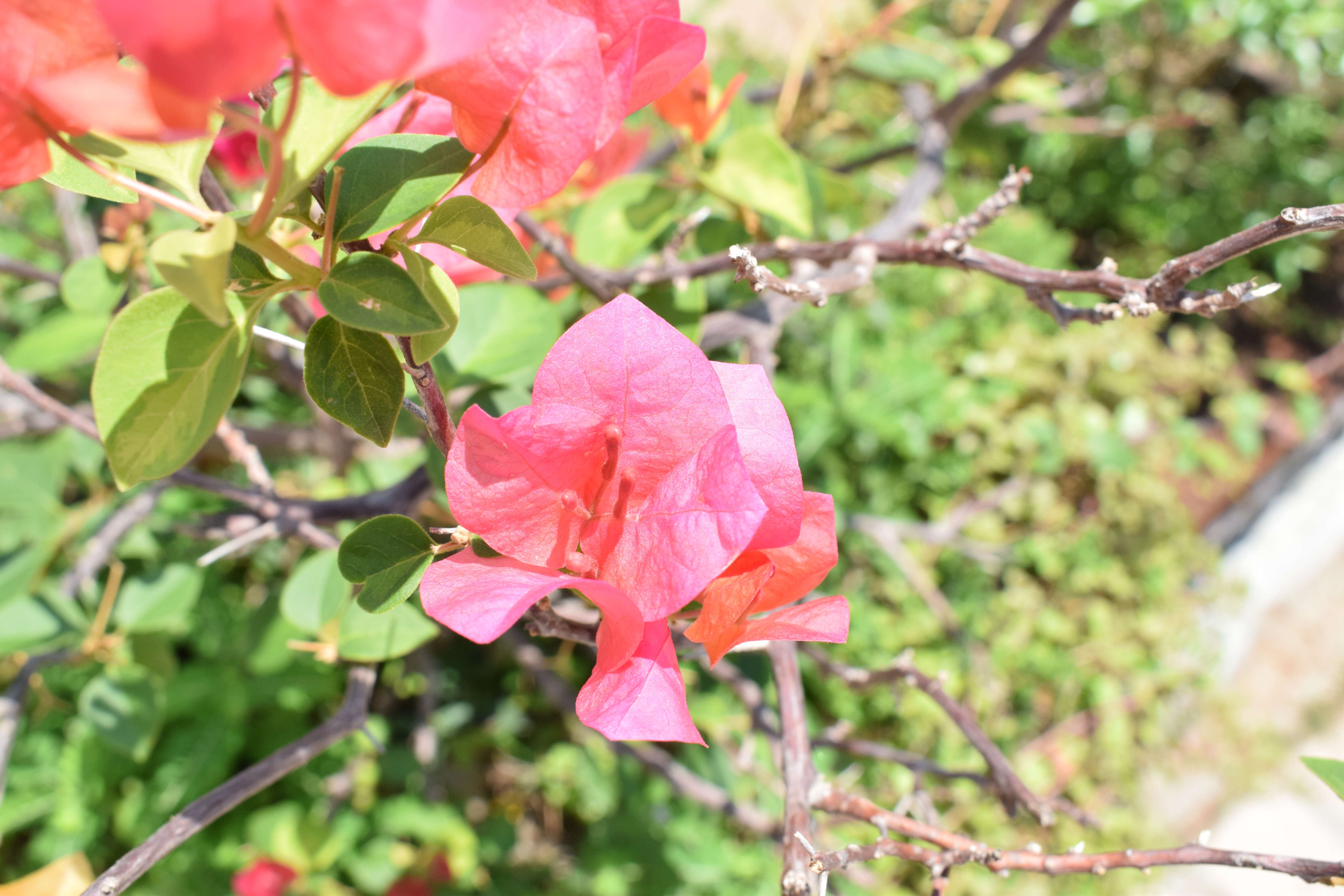 Слика од Bougainvillea glabra Choisy