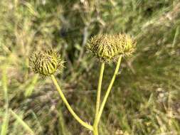 Image of Berkheya speciosa (DC.) O. Hoffm.