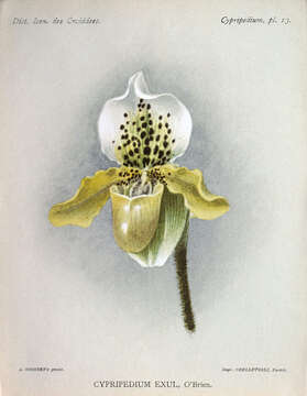 Image de Paphiopedilum exul (Ridl.) Rolfe