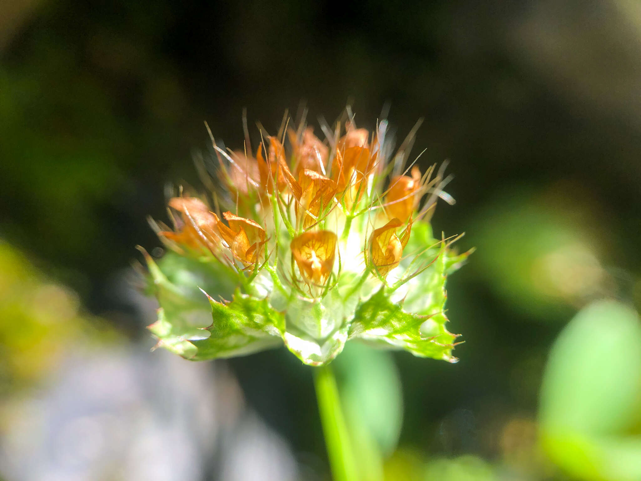 Image of cup clover