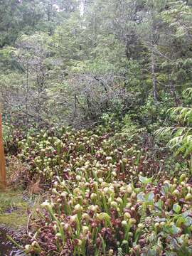 Image of California pitcherplant