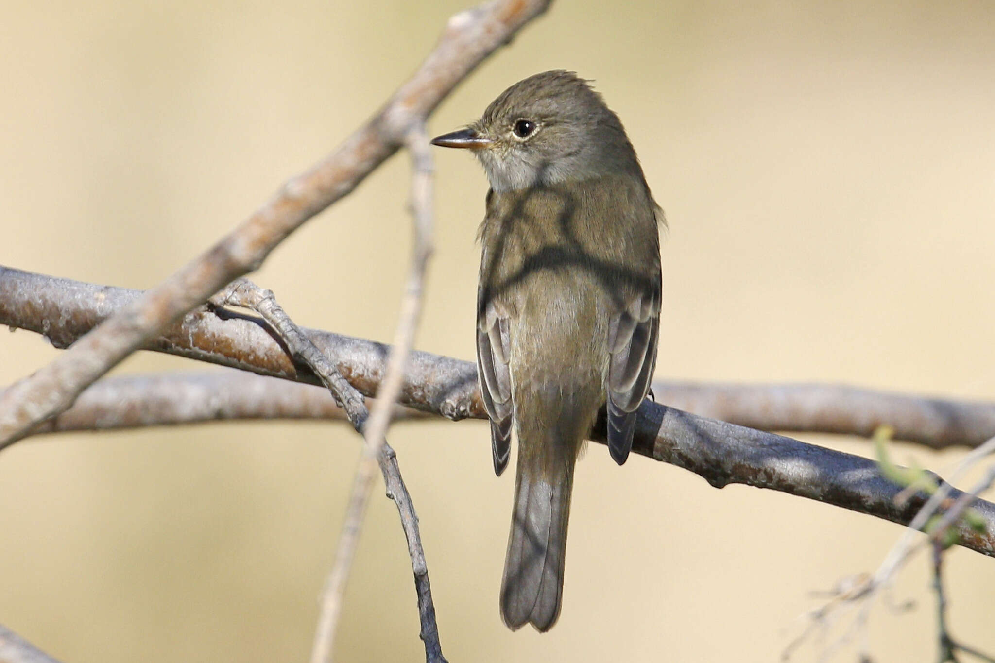 Image of Willow Flycatcher