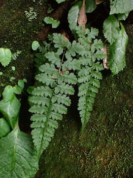 Image of Athyrium anisopterum Christ