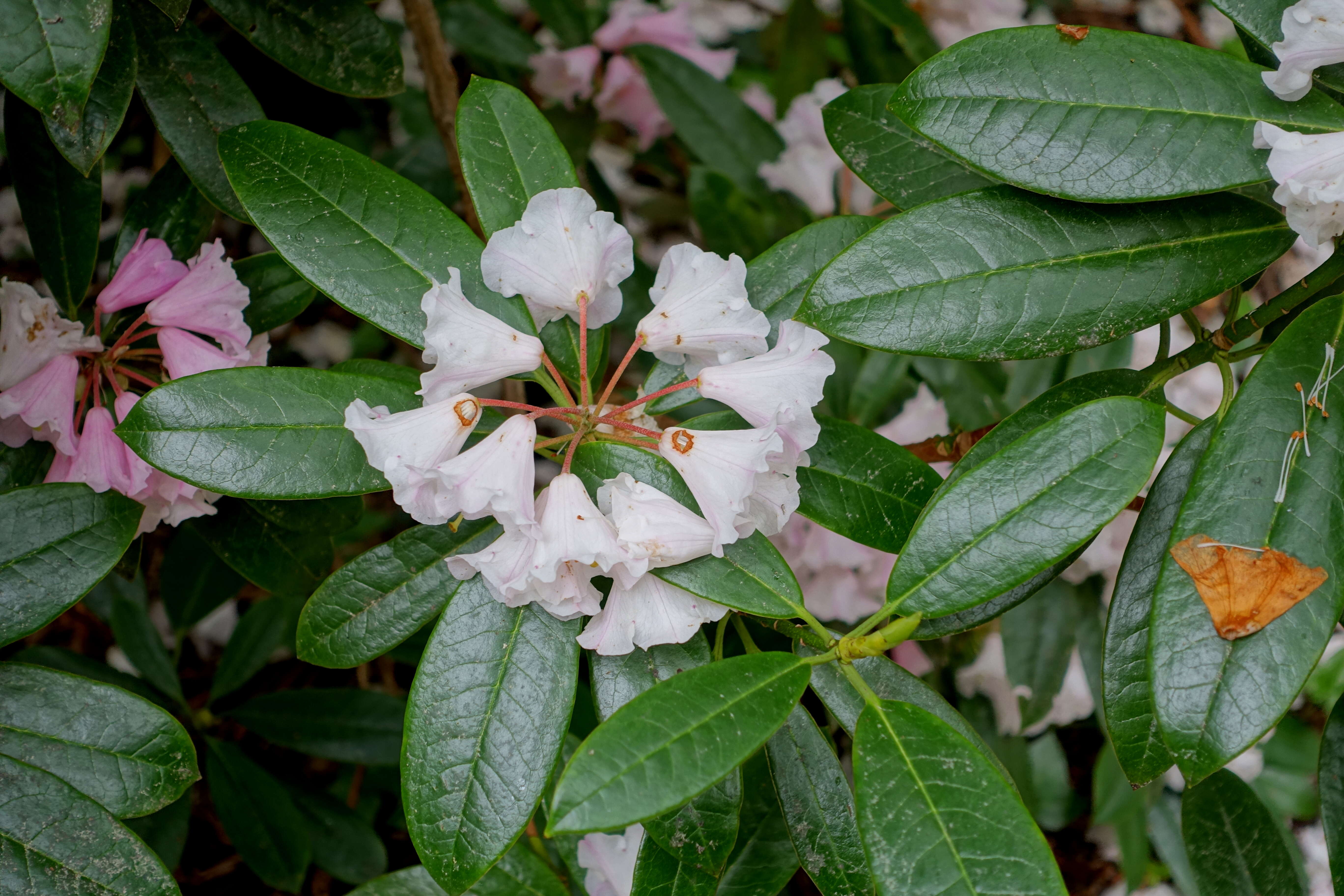 Image of Rhododendron argyrophyllum Franch.