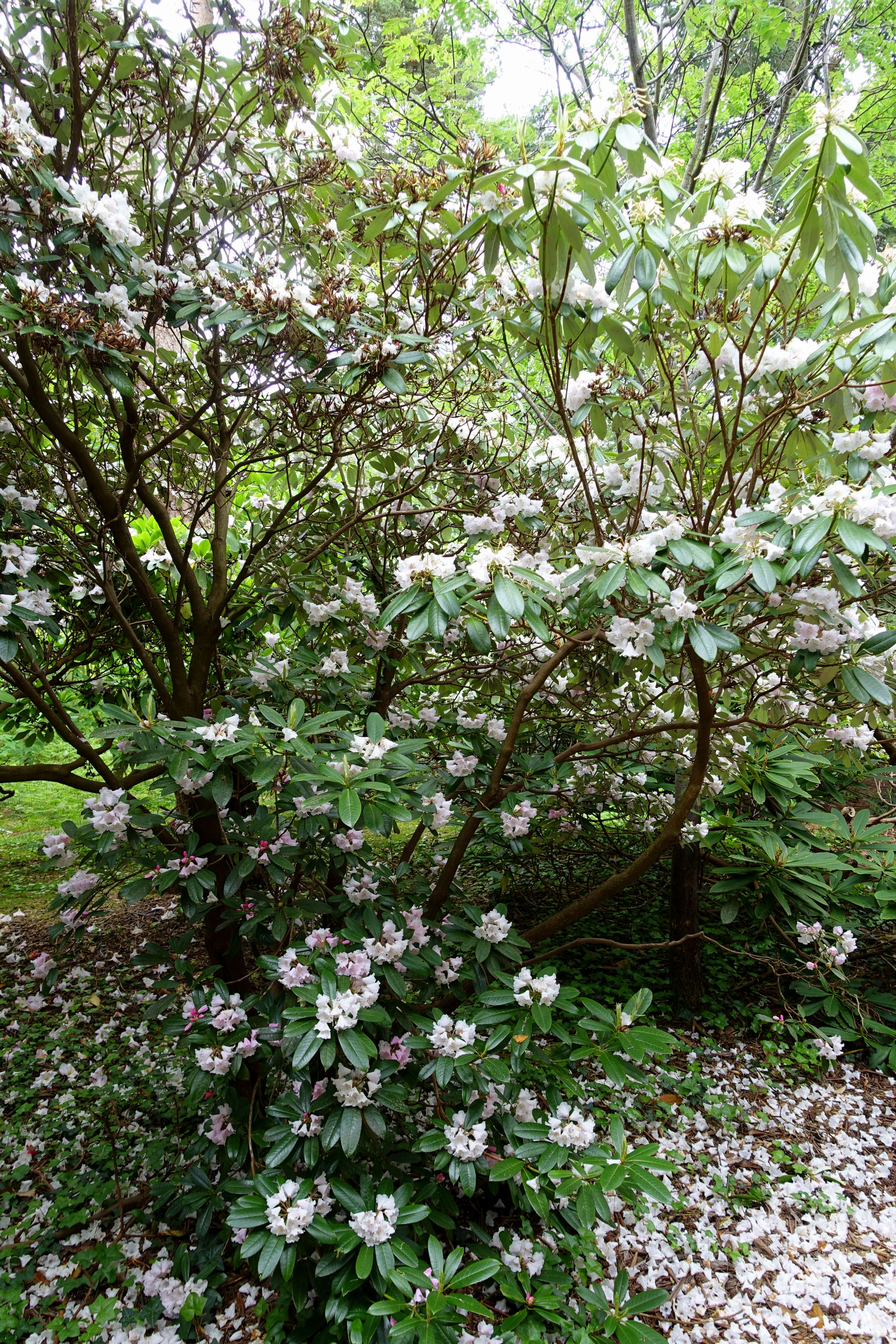 Image of Rhododendron argyrophyllum Franch.