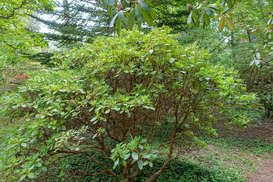 Imagem de Rhododendron campylocarpum Hook. fil.