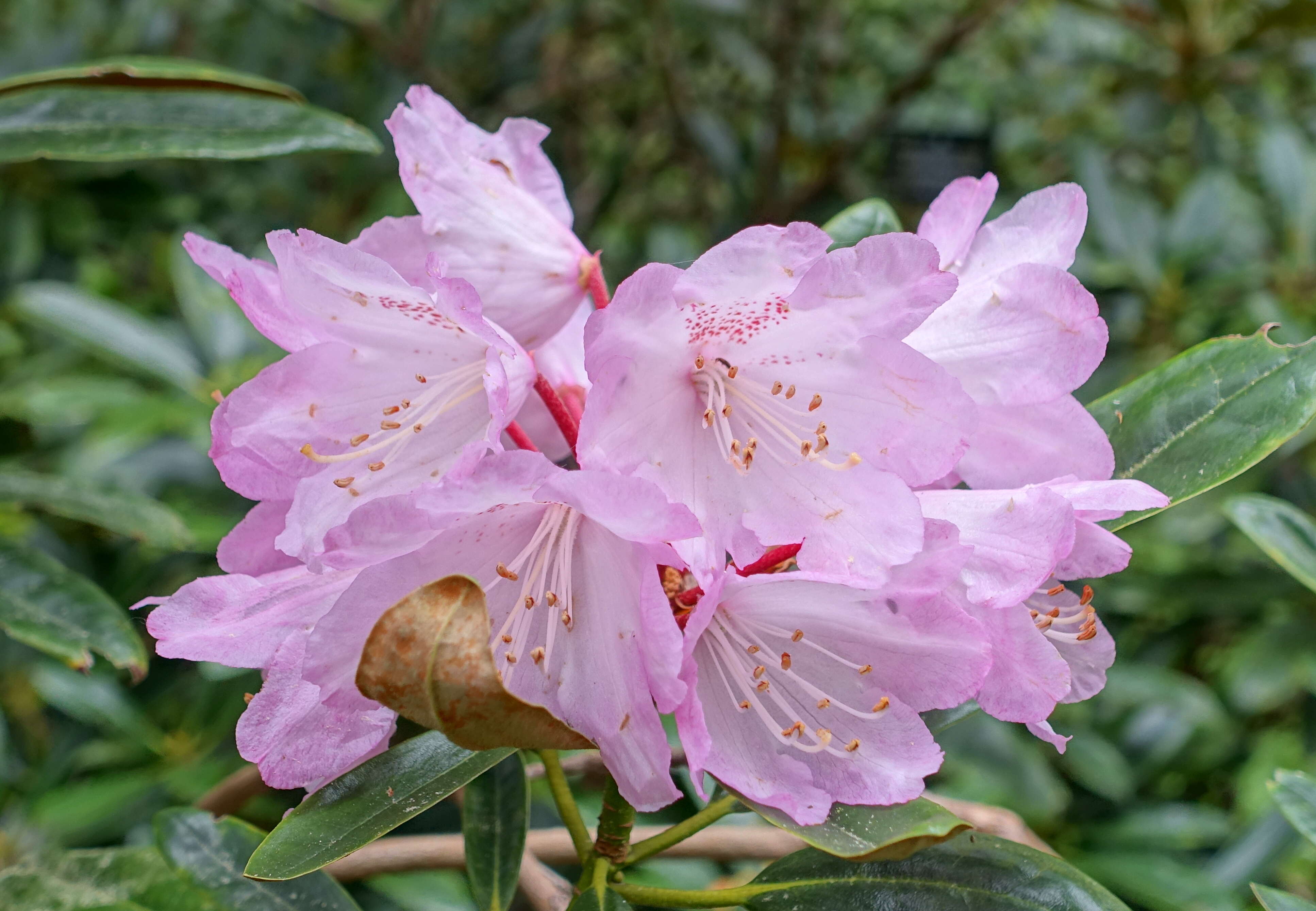 Imagem de Rhododendron degronianum Carr.