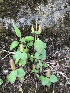 Слика од Elsholtzia strobilifera (Benth.) Benth.