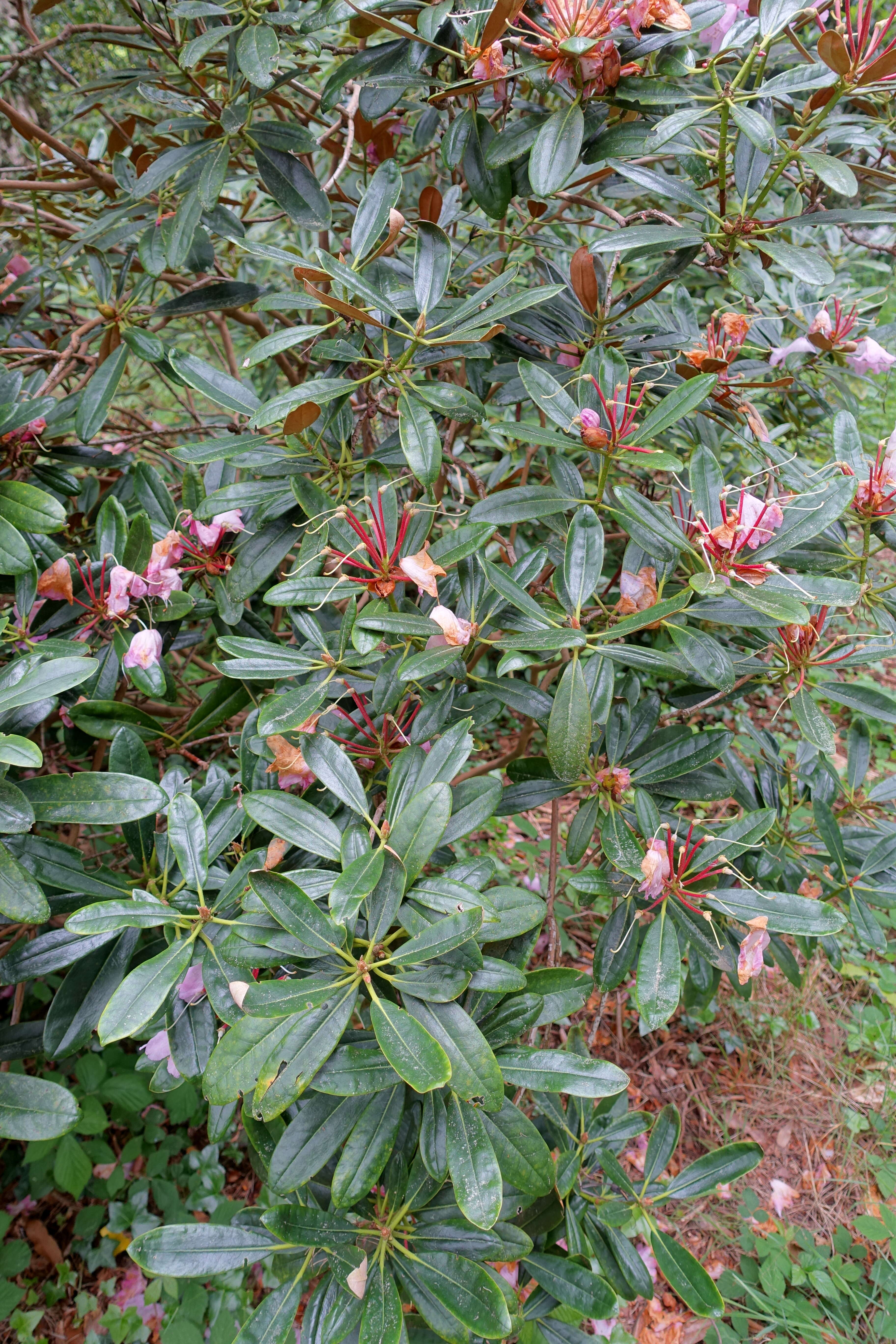 صورة Rhododendron degronianum Carr.