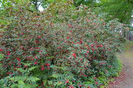 Imagem de Rhododendron haematodes Franch.