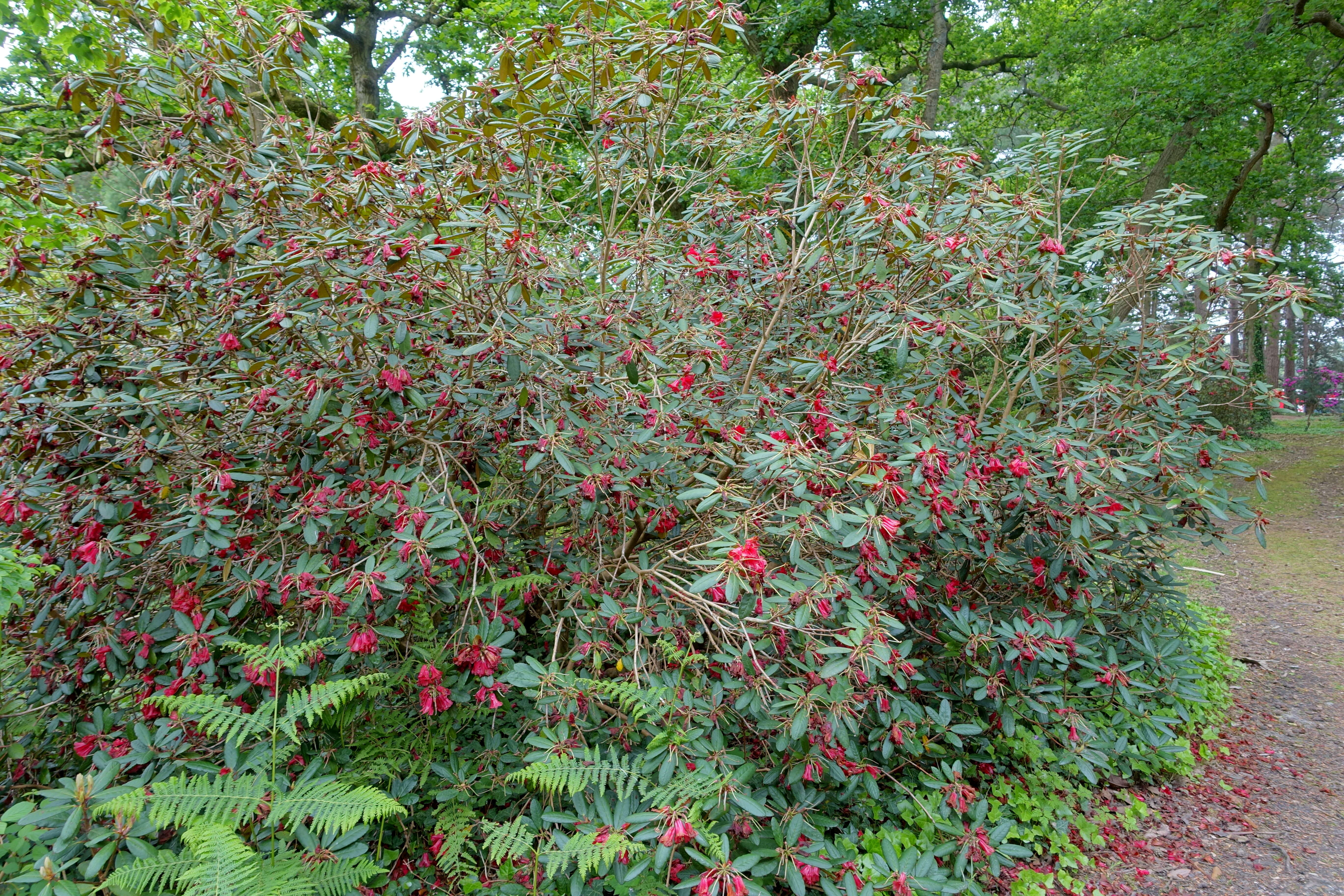 Imagem de Rhododendron haematodes Franch.