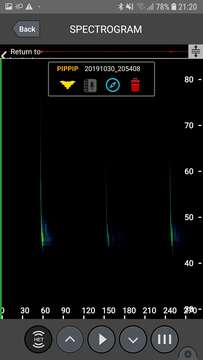 Image of Madeira Pipistrelle