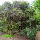 Image of Rhododendron rubiginosum Franch.