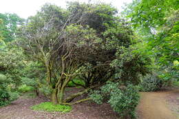 صورة Rhododendron rubiginosum Franch.