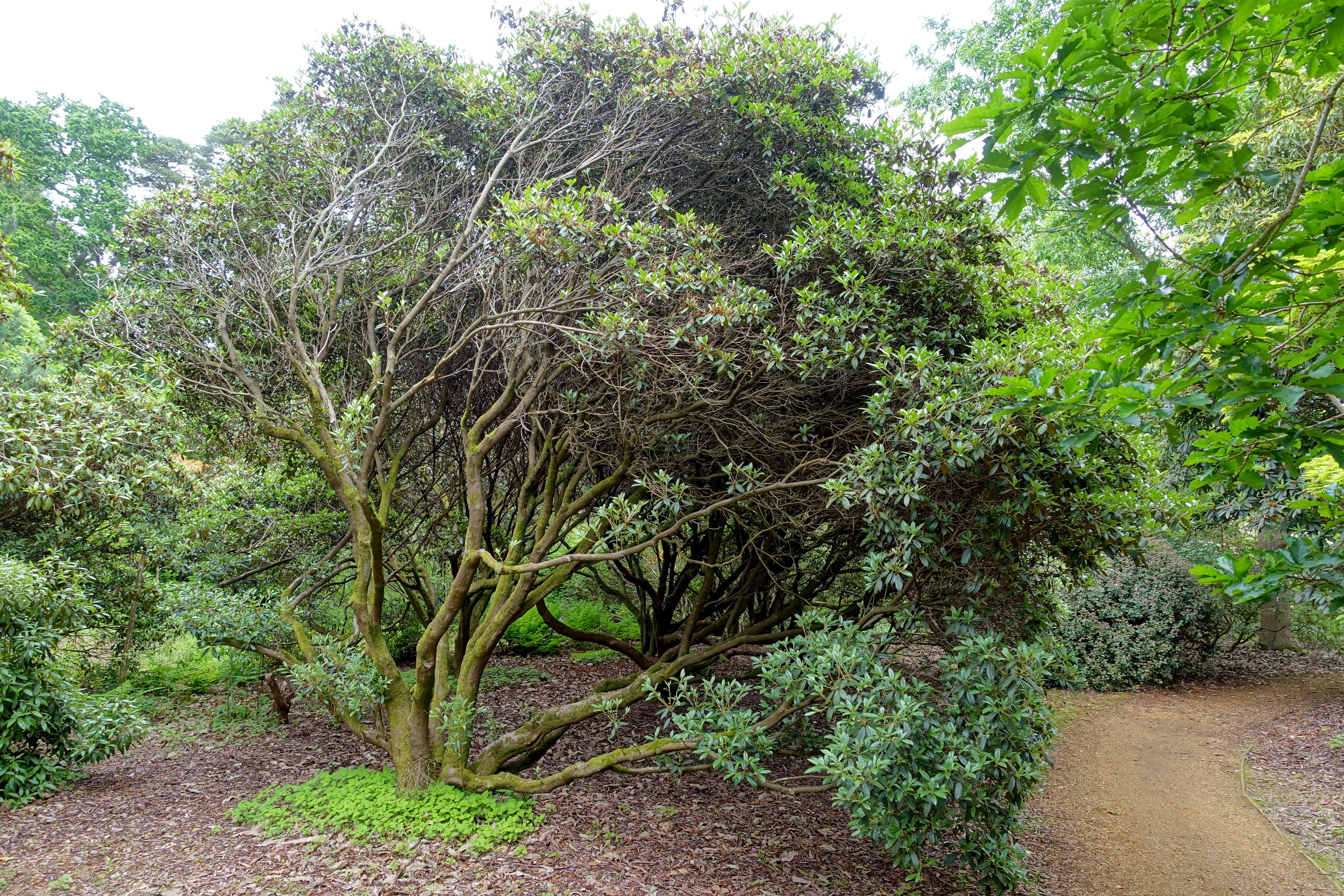 Image of Rhododendron rubiginosum Franch.