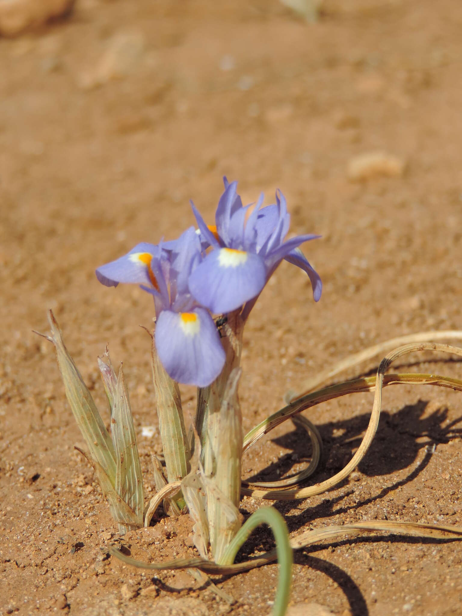 Image of Barbary Nut Iris