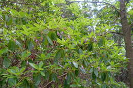 Image of Rhododendron yunnanense Franch.