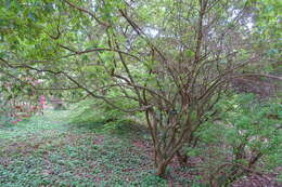 Image of Rhododendron yunnanense Franch.