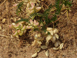 Image of Pomona milkvetch