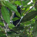 Image of Band-tailed Oropendola