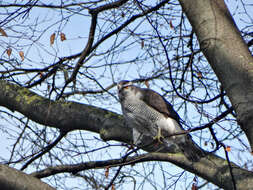 Image of Eurasian Goshawk