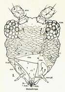 Image of Heliothrips