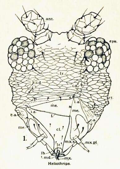 Image of Heliothrips