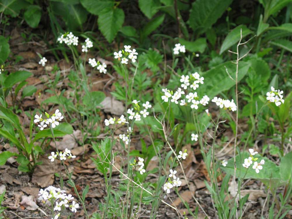 Image of Kamchatka rockcress