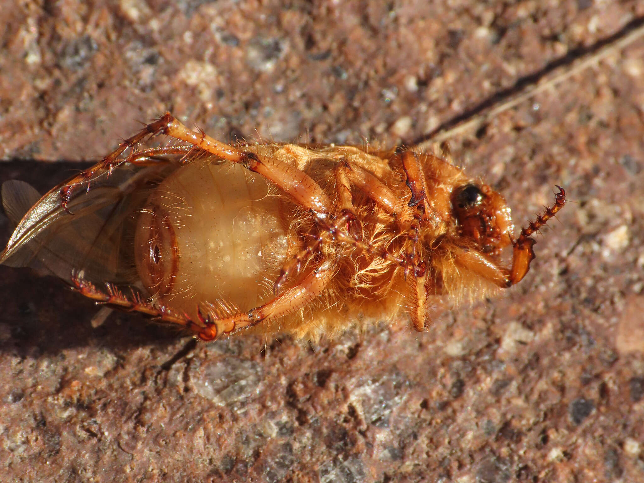 Image of Firminus ciliatus vexillis (Reitter 1902)