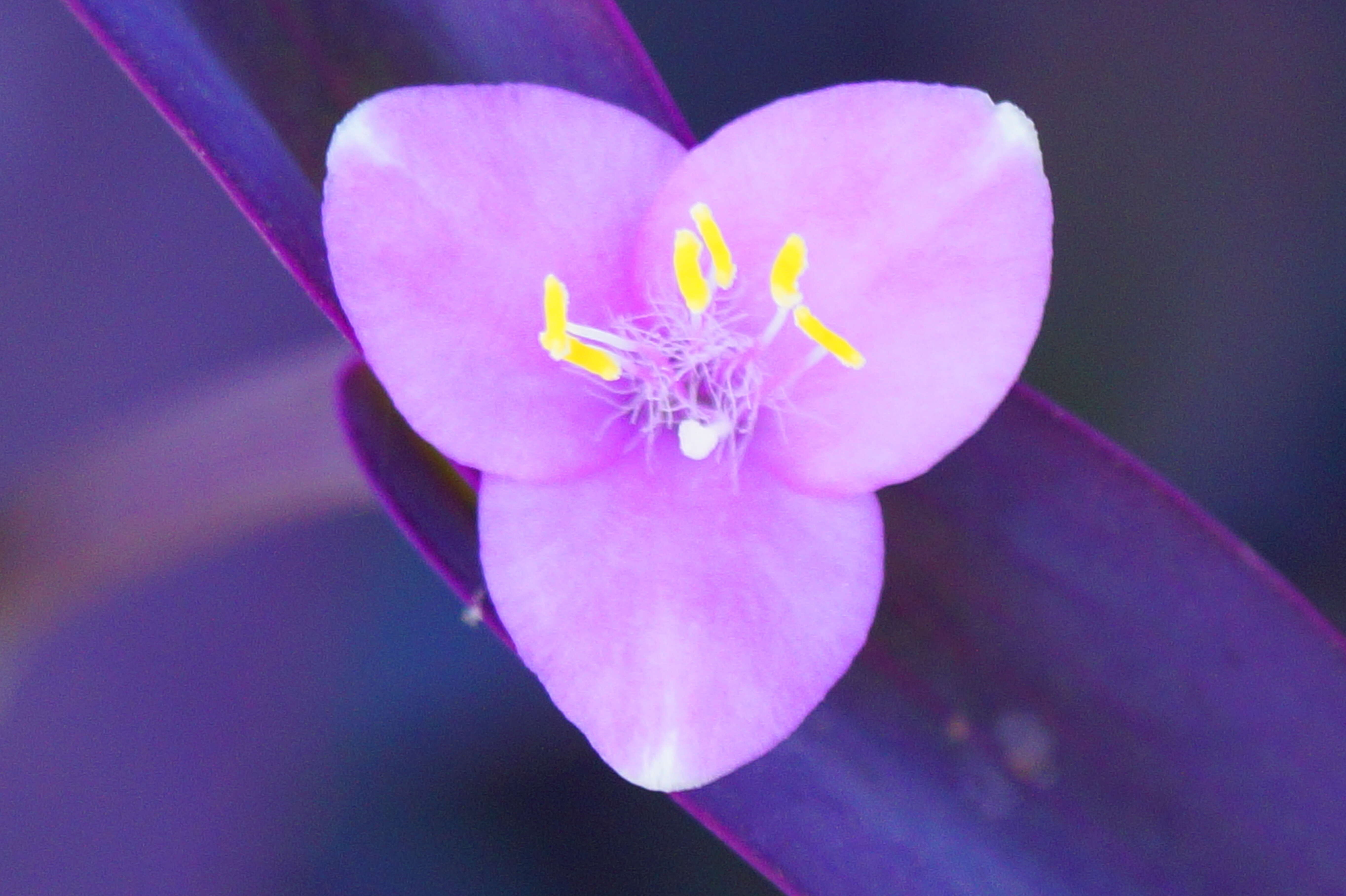 Image of purple heart