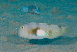 Image of Whitepatch razorfish