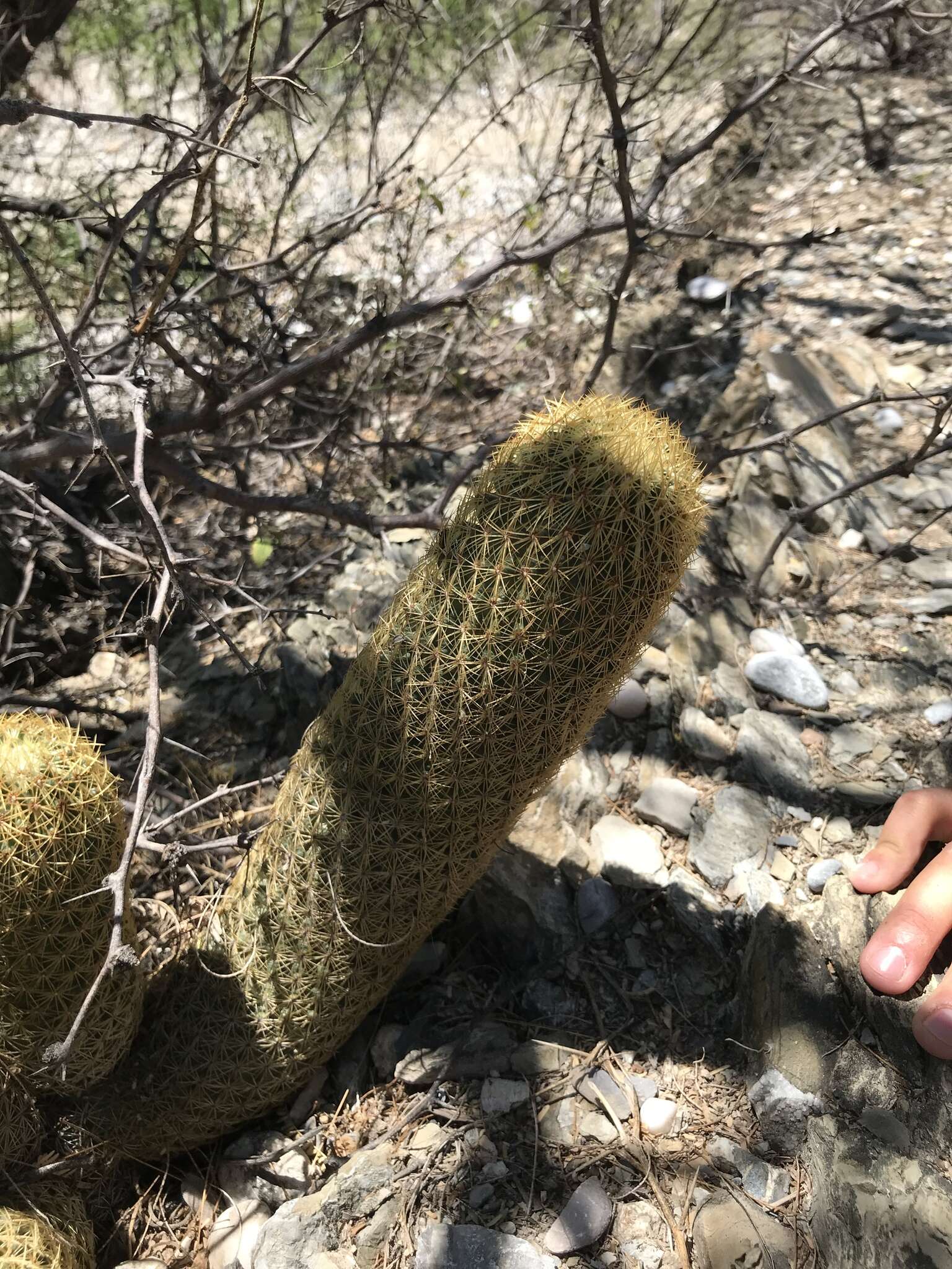 Image of Coryphantha erecta (Lem.) Lem.