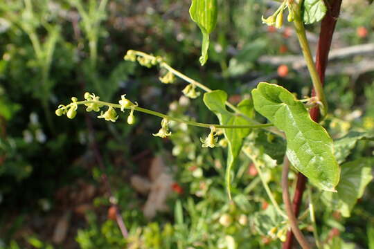 Image of Dioscorea communis (L.) Caddick & Wilkin