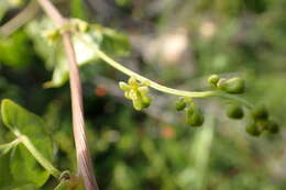 Image of Dioscorea communis (L.) Caddick & Wilkin