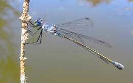 Image of Dark Spreadwing