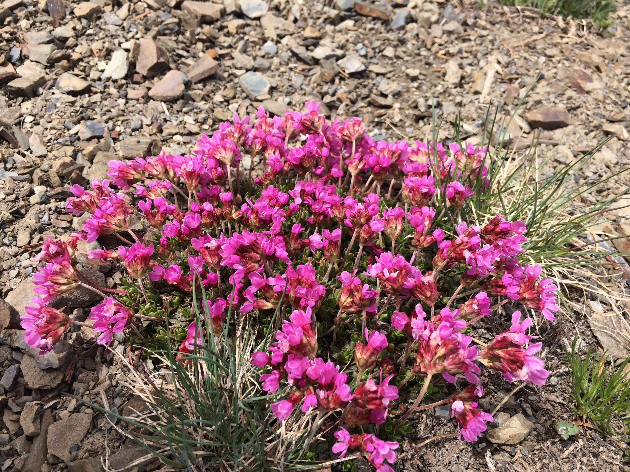 Plancia ëd Douglasia laevigata A. Gray