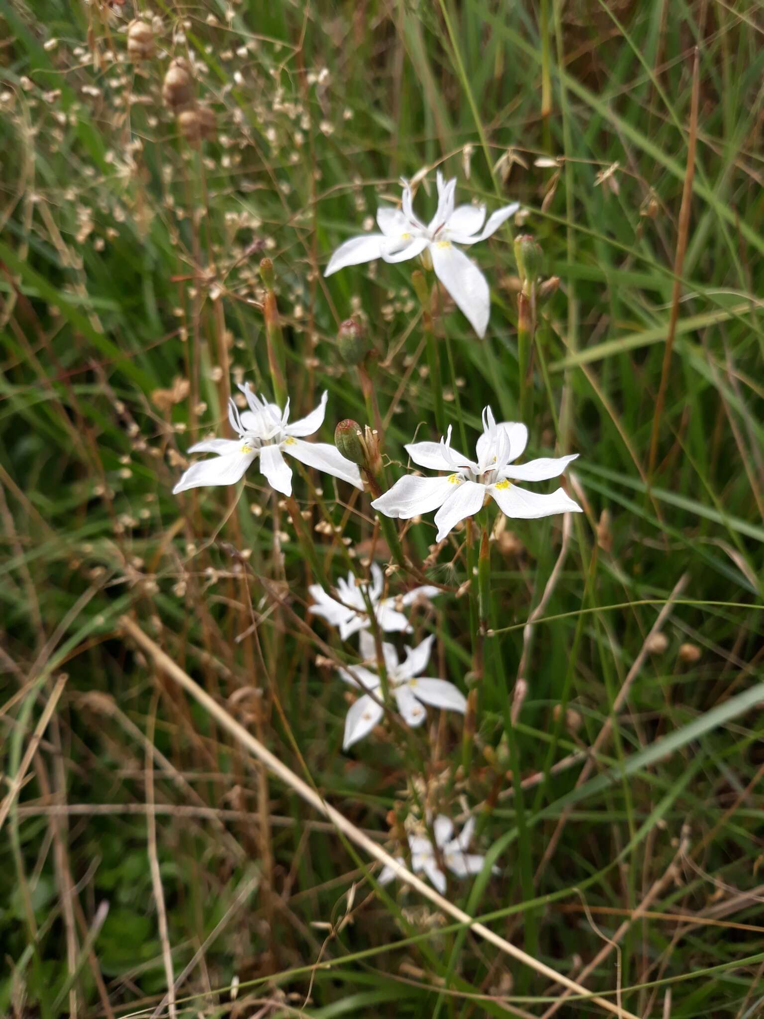 Image of Moraea viscaria (L. fil.) Ker Gawl.