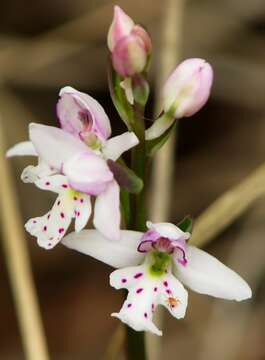 Plancia ëd Galearis rotundifolia (Banks ex Pursh) R. M. Bateman