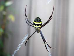 Imagem de Argiope keyserlingi Karsch 1878