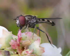 Image of Platycheirus nearcticus Vockeroth 1990