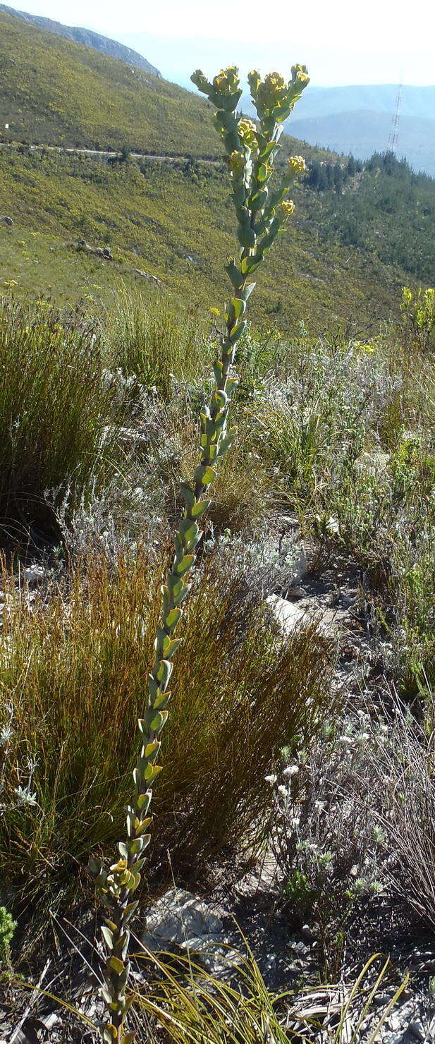 Image of Thesium euphorbioides Berg.