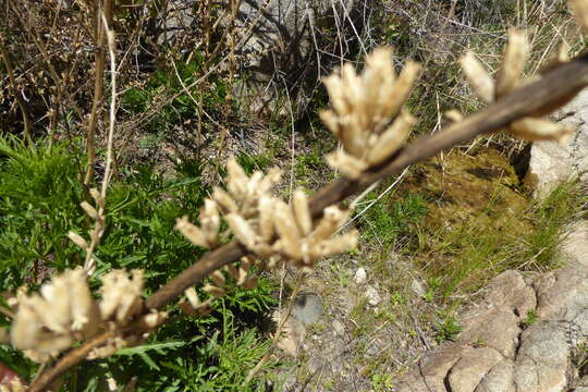 Image of Durango root