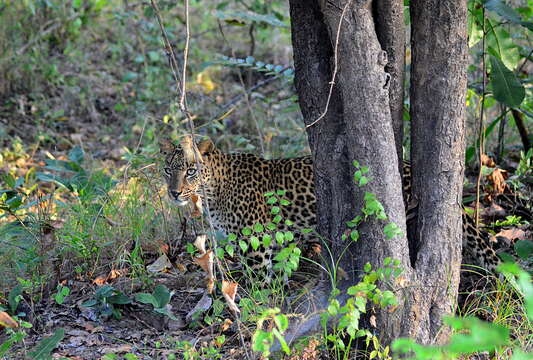 Image of Indian leopard