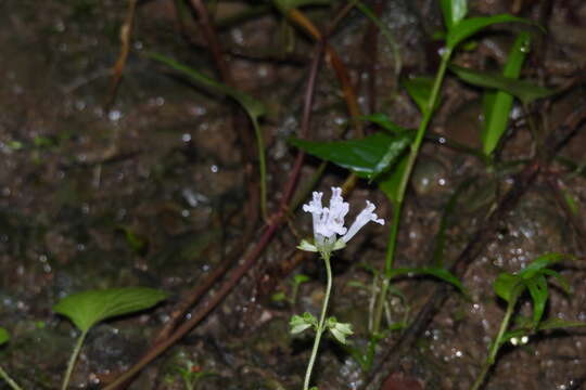 Image of Salvia chinensis Benth.