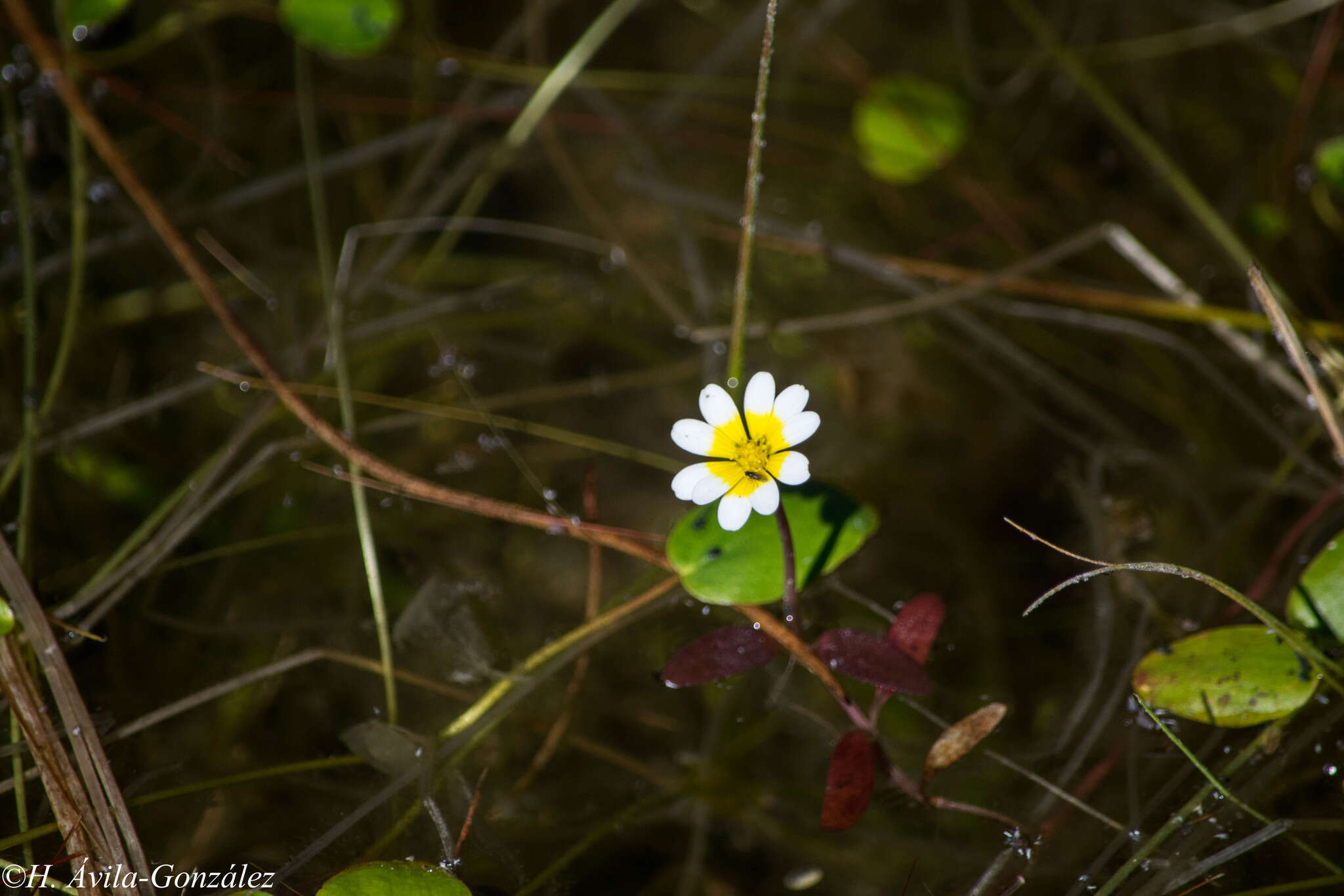 Image of Jaegeria glabra (S. Wats.) B. L. Robinson