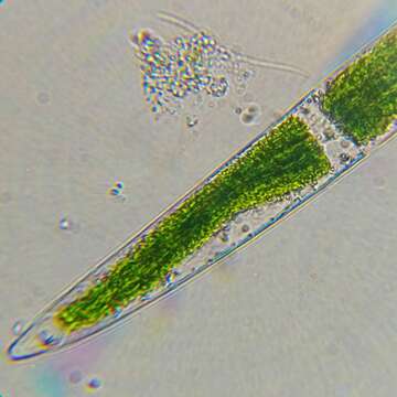 Image of Closterium acerosum