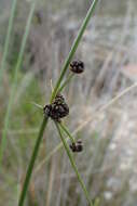 Image of Round-headed Club-rush