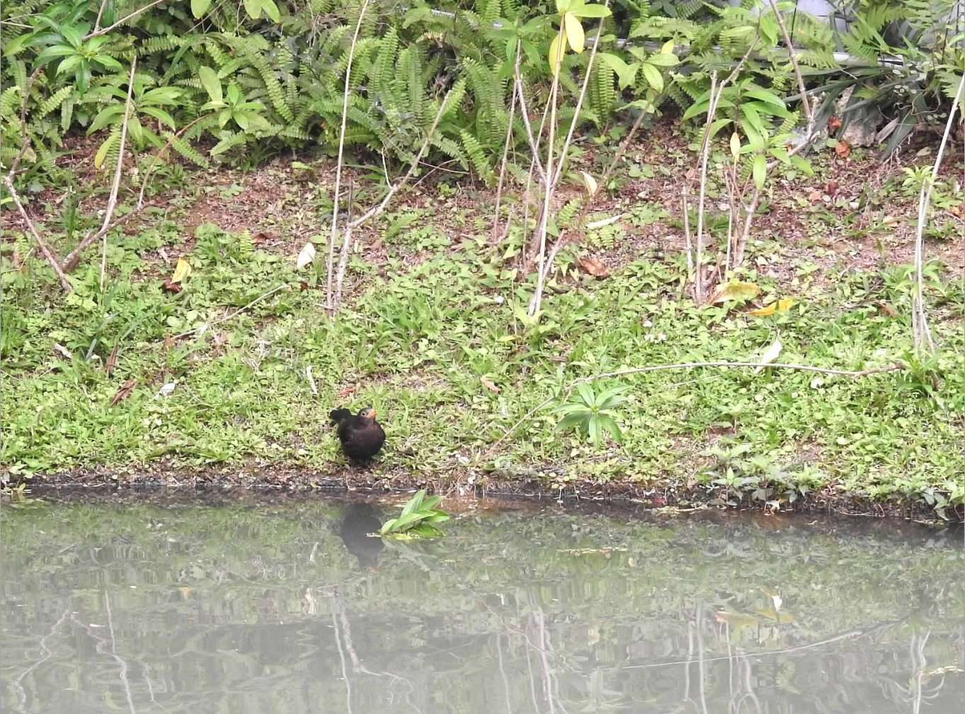 Image of Chinese Blackbird