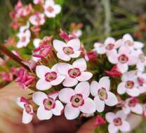 Image of Erica fastigiata var. fastigiata