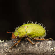 Image of Beetle